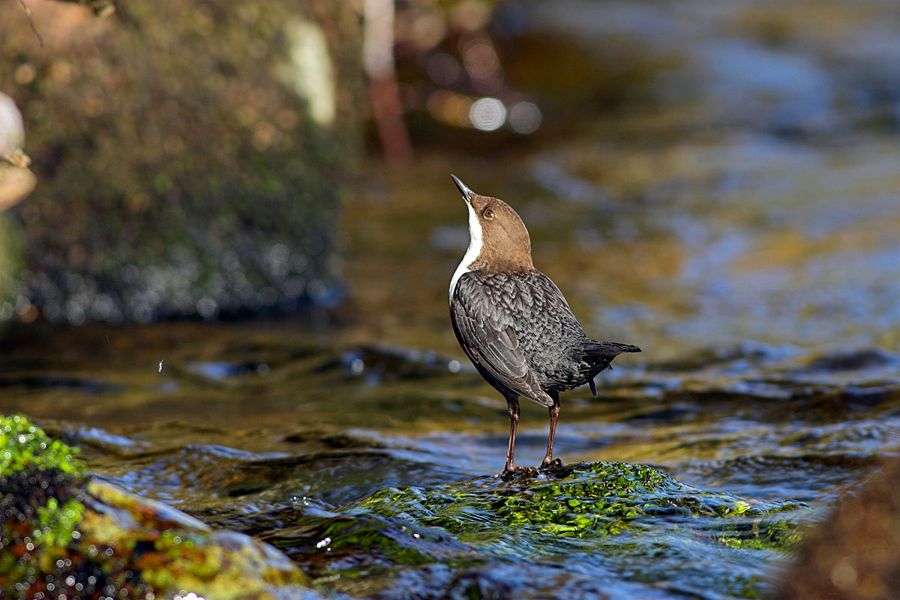 Dippers