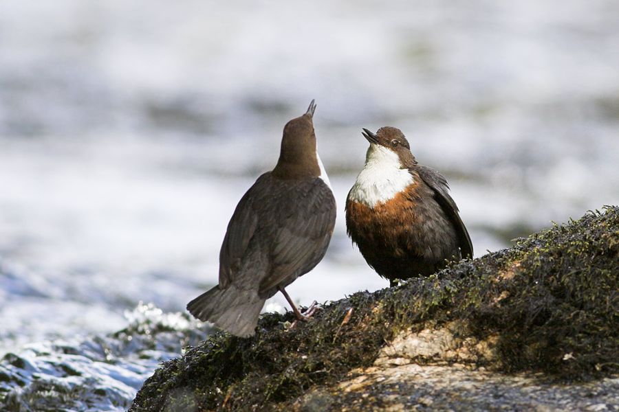Courting Dippers