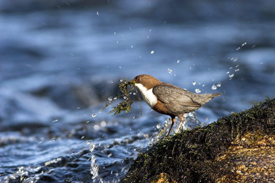 Dipper splash! | River Dart, Devon
