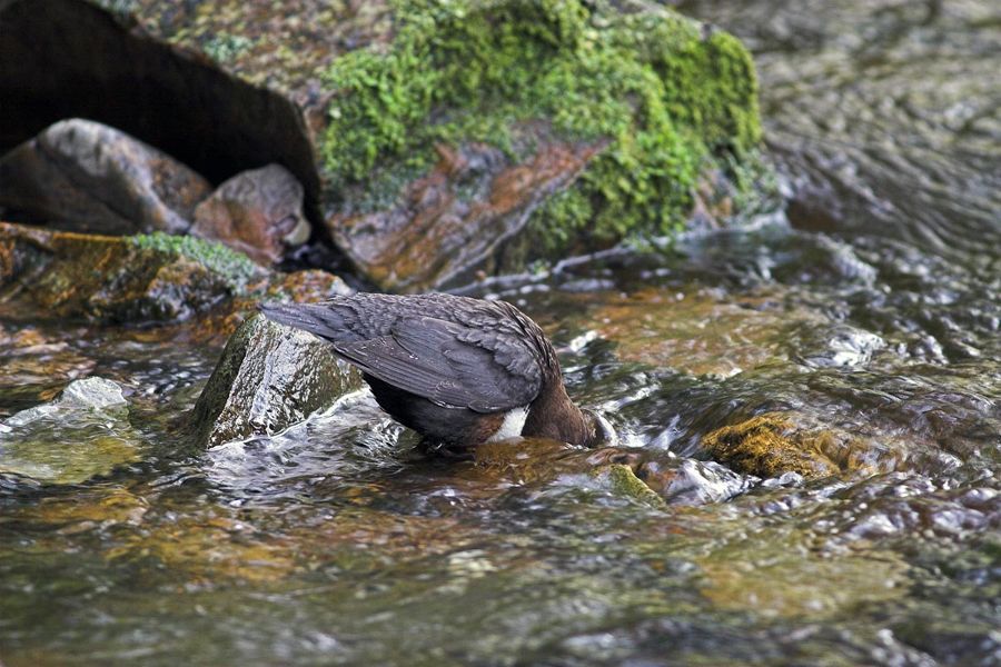 Dipper underwater