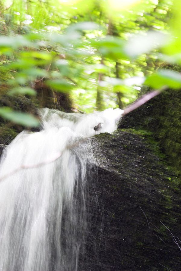 Waterfall Dipper