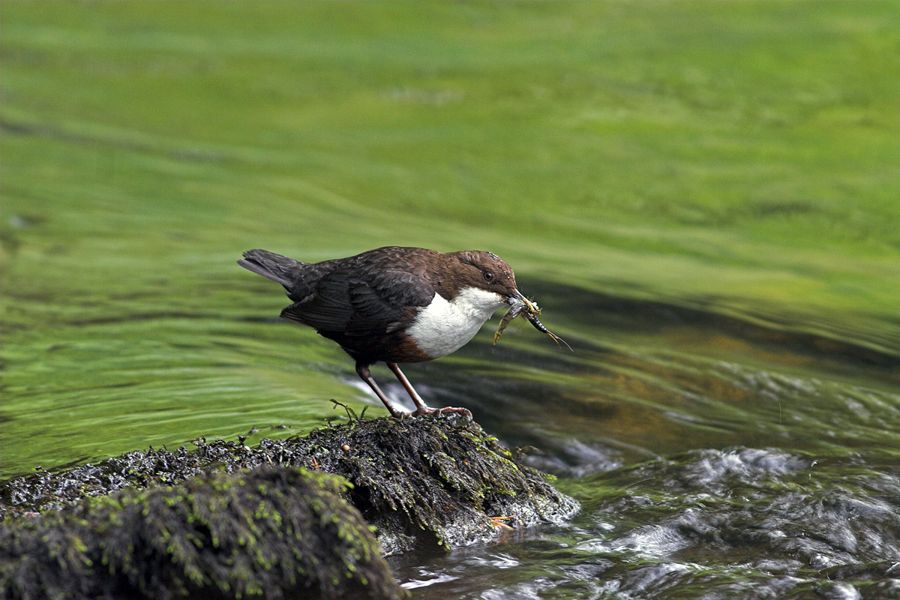Dipper
