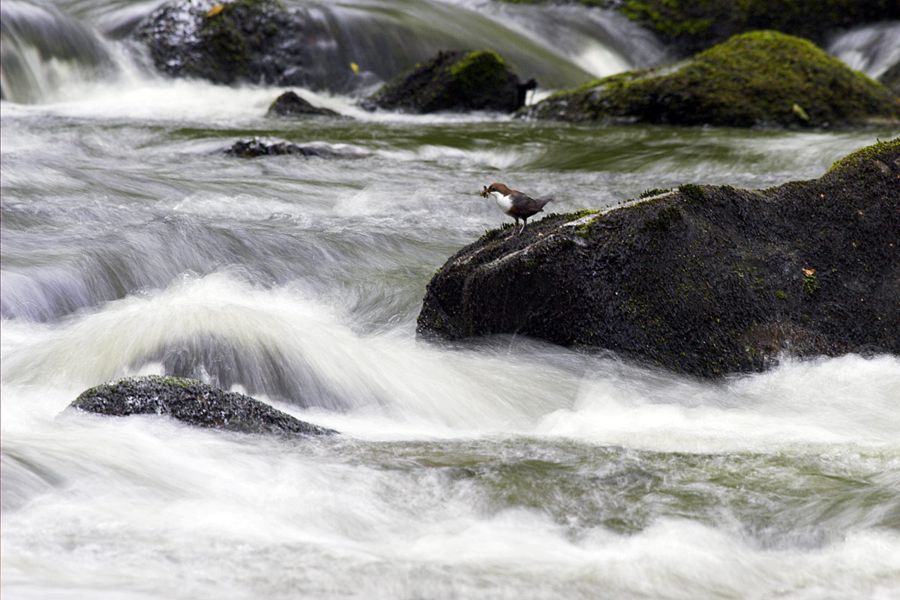 Dipper and the river wild | River Dart, Devon