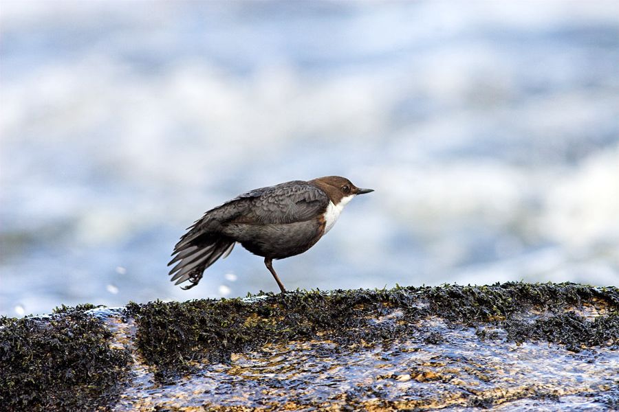 Dipper wing stretch