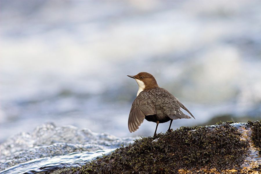 Dipper display