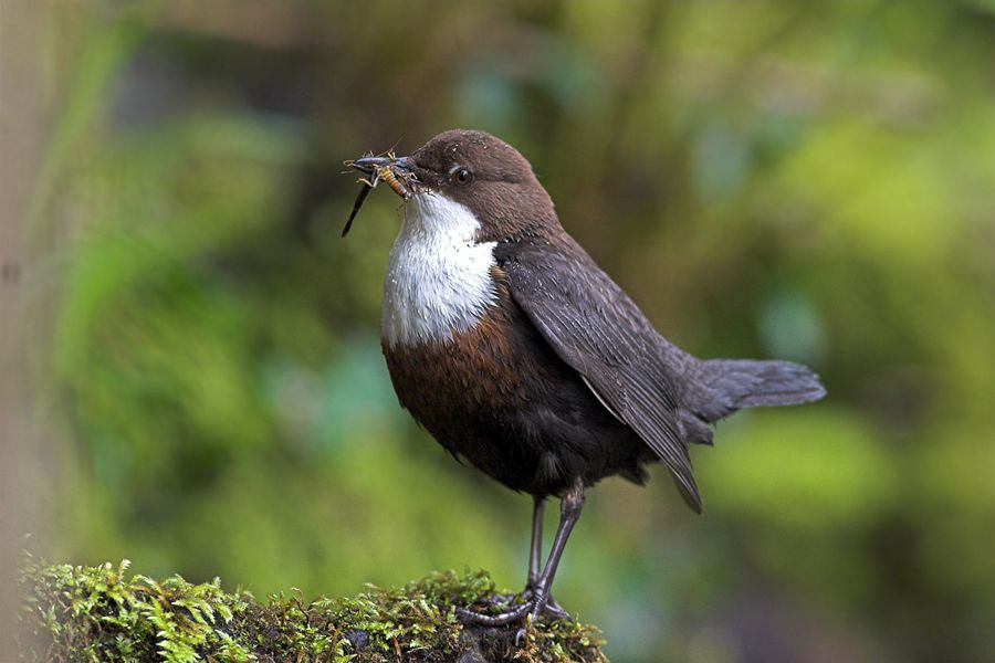 Dipper