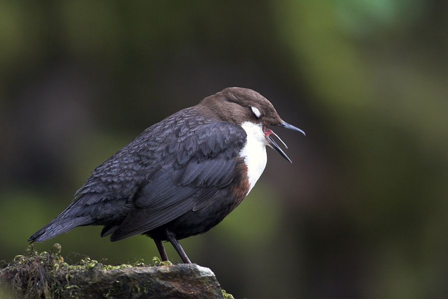 Dipper yawn