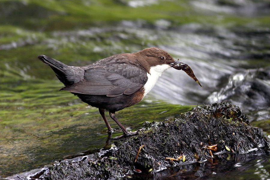 Dipper with fish