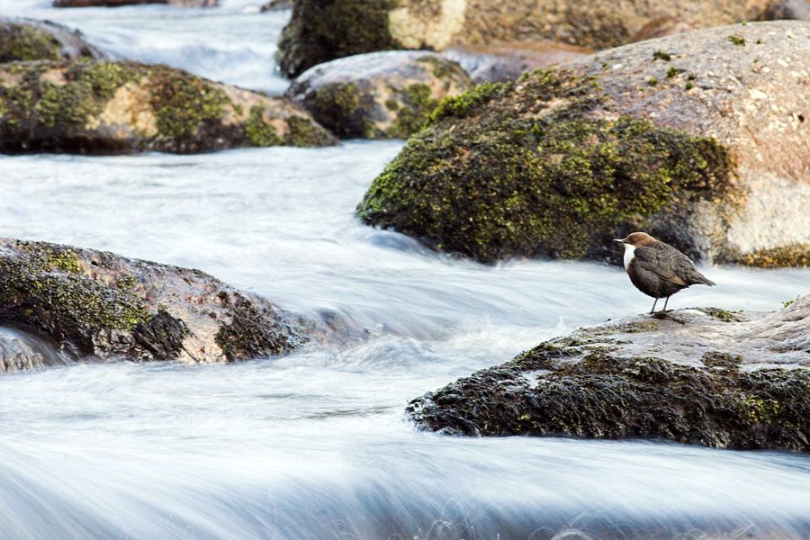 Dipper and rapids