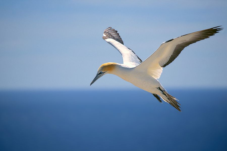 Gannet flight | New Zealand