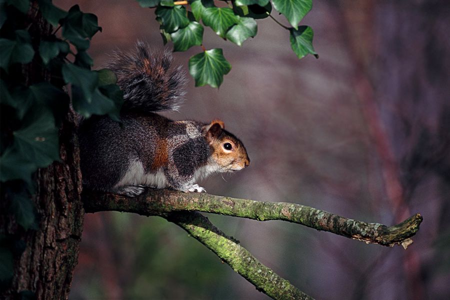 Grey Squirrel