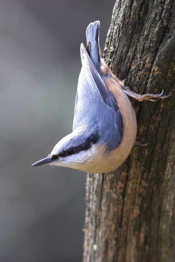 Nuthatch