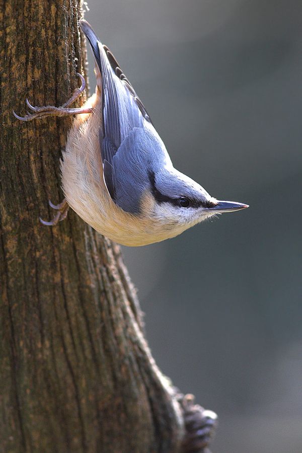 Nuthatch