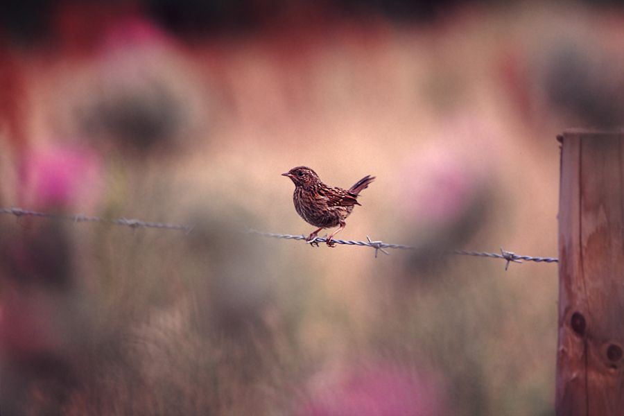 Meadow Pipit through Thistle | Dartmoor, Devon