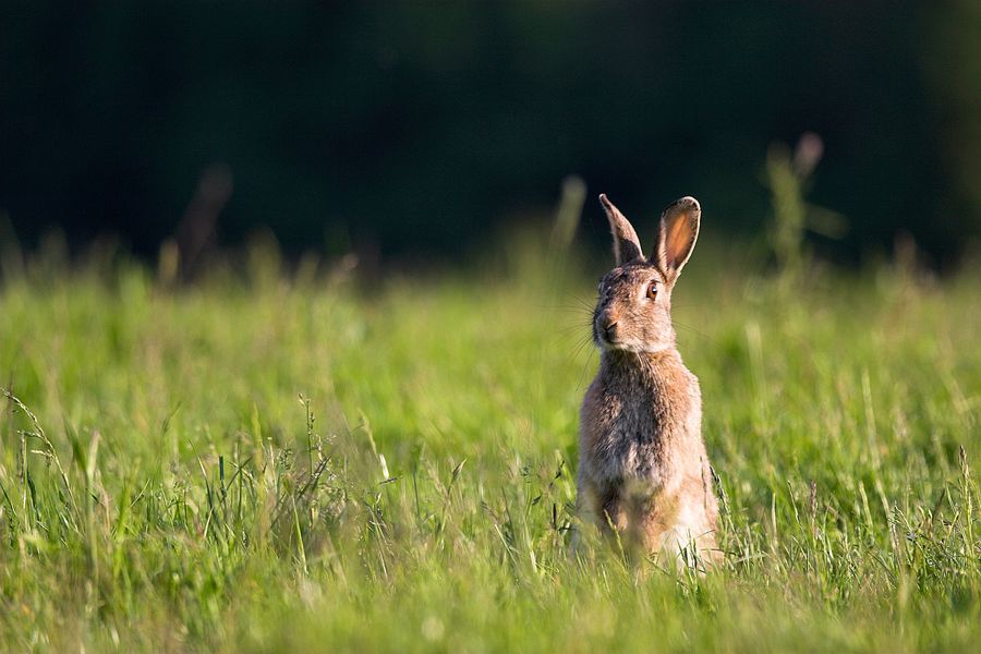 Rabbit