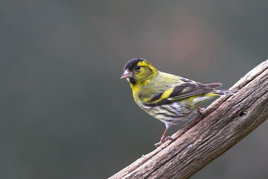 Siskin