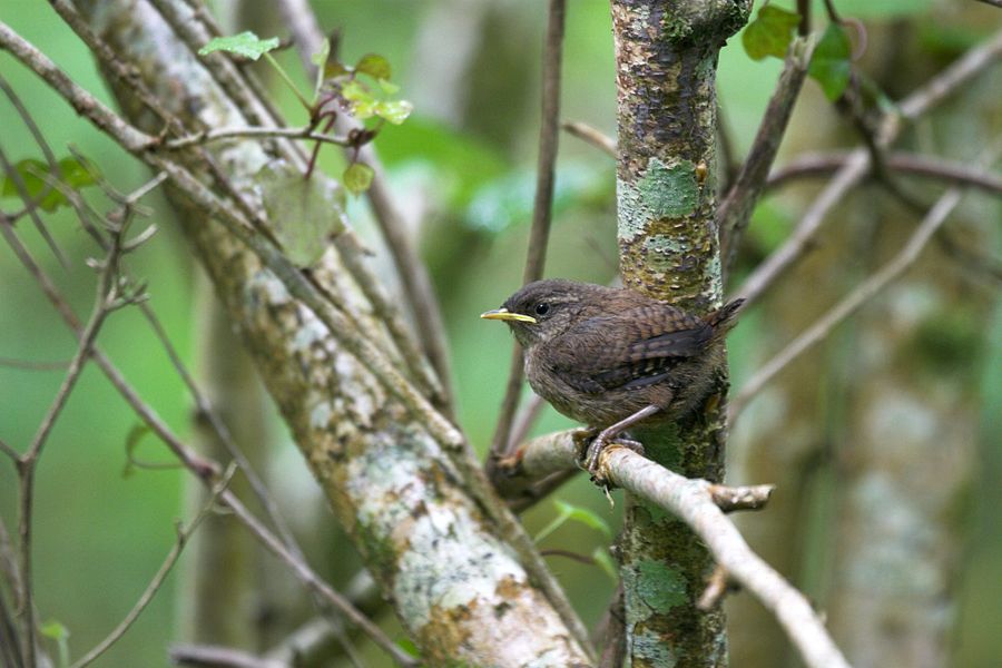 Wren