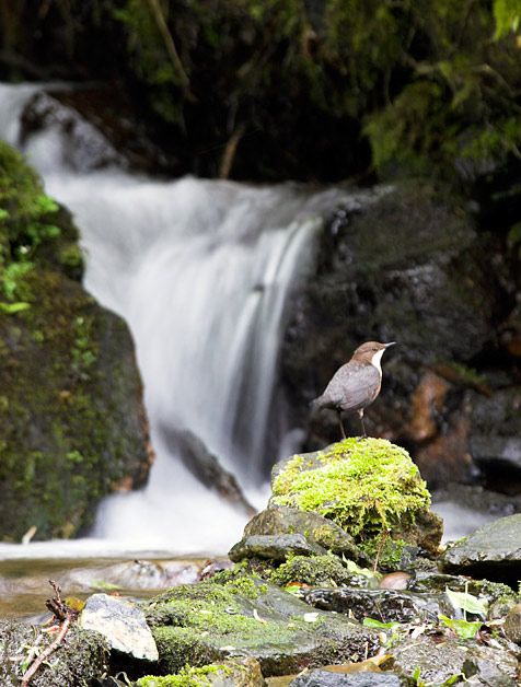 Dipper waterfall