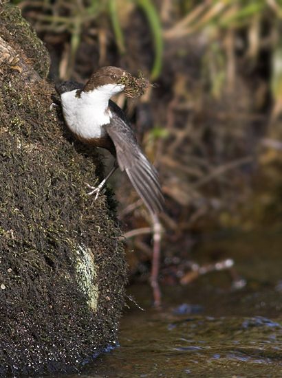 Dipper at nest