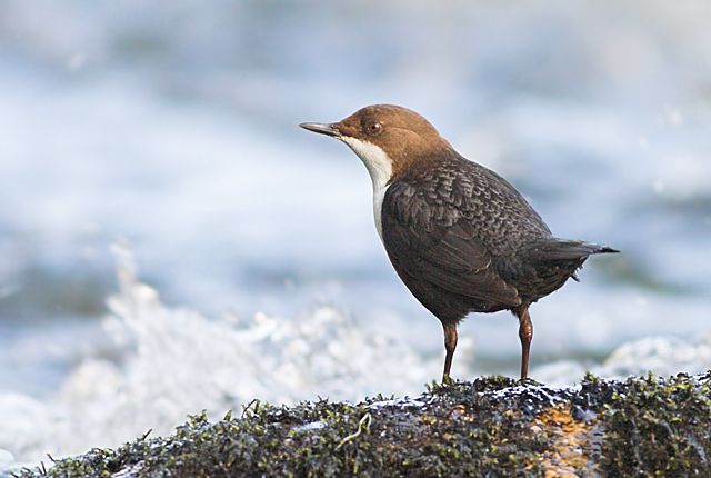 Dipper