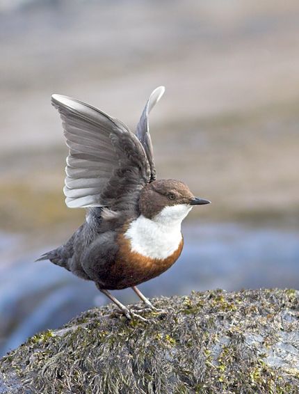 Dipper wing stretch