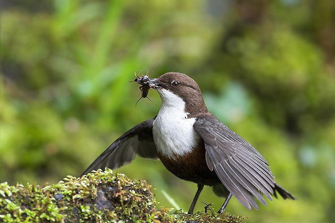 Dipper with Stonefly larvae