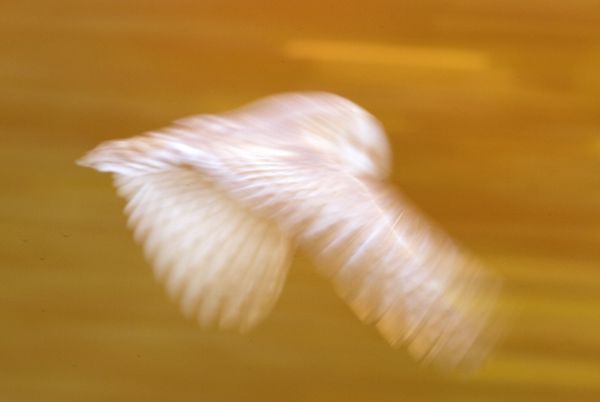 Barn owl flight