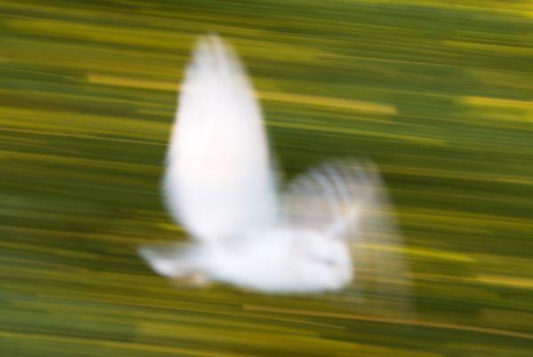 Barn owl flight
