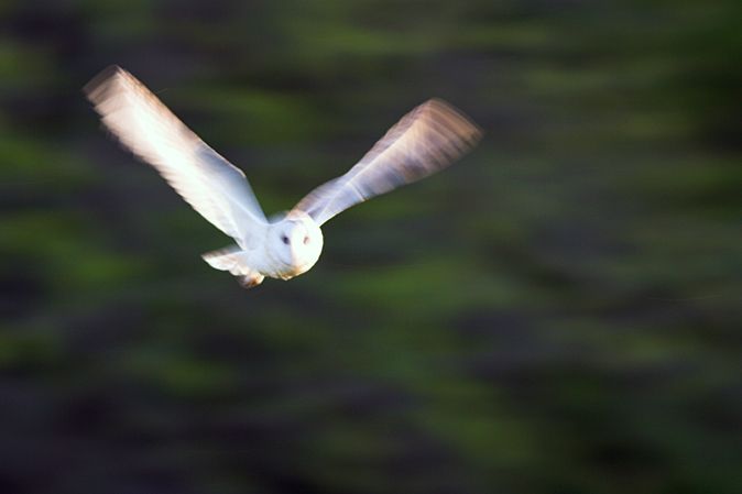 Barn owl flight