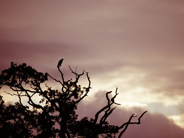 Buzzard at sunset