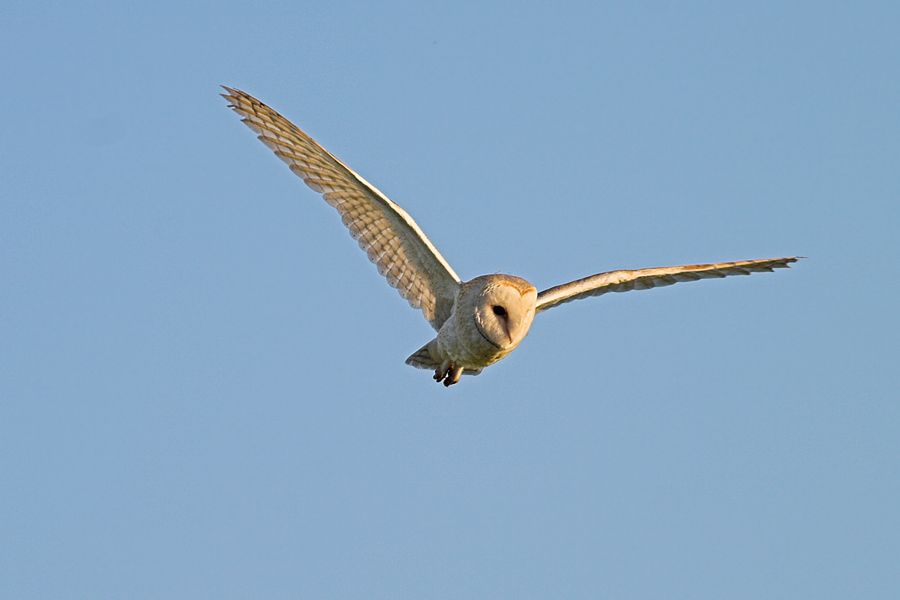 Barn Owl! | Dartmoor, Devon
