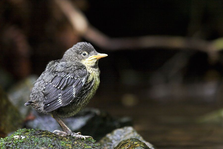 Dipper chick
