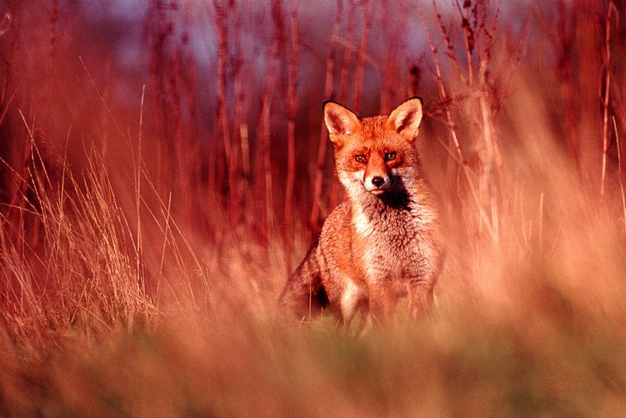 Stalking red fox | Exeter, Devon