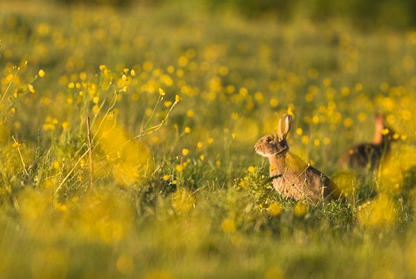 Rabbit in buttercups