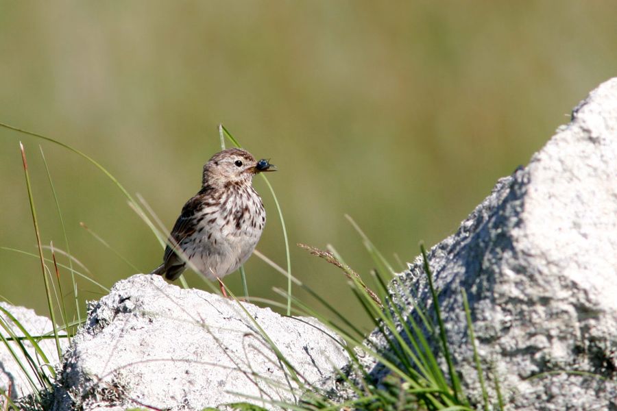 Skylark