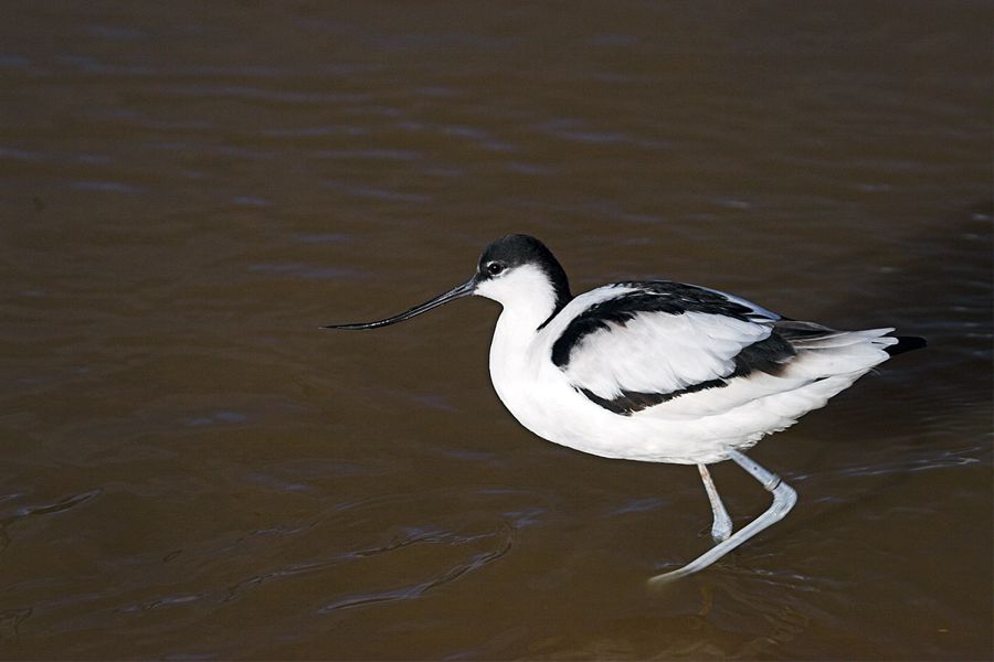 Avocet