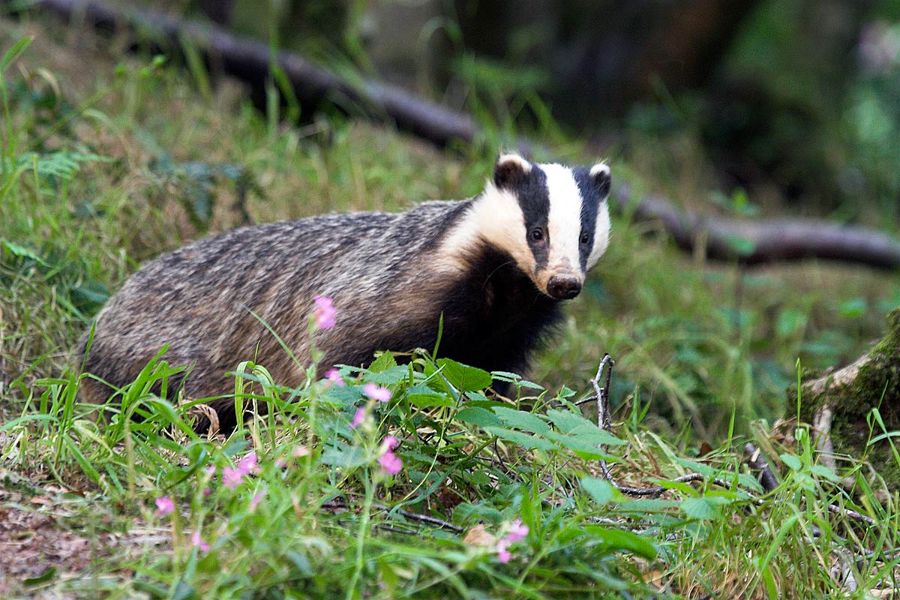 Badger