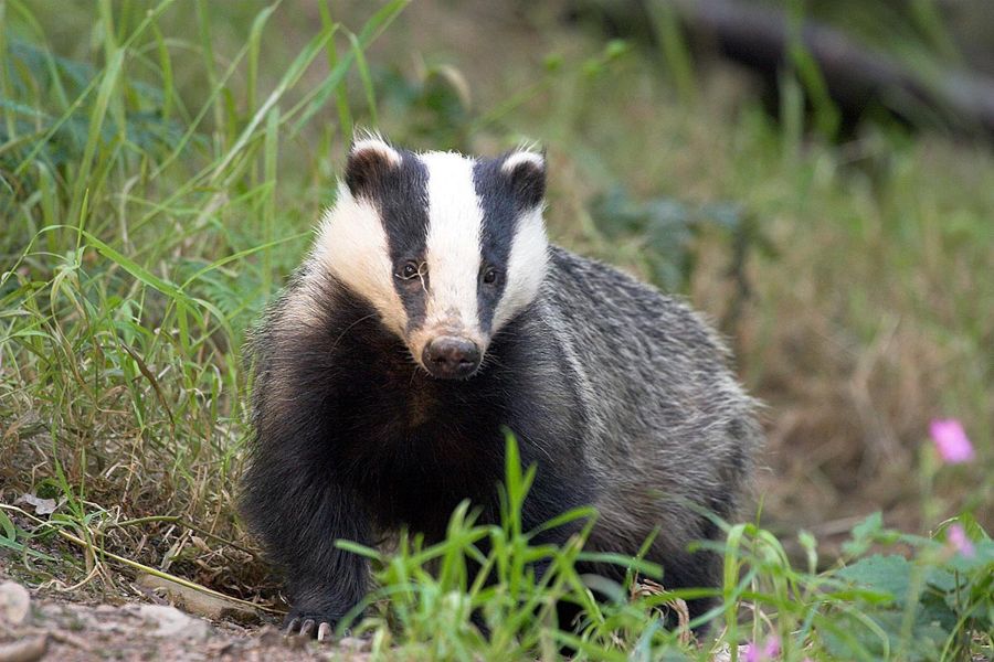 Badgers