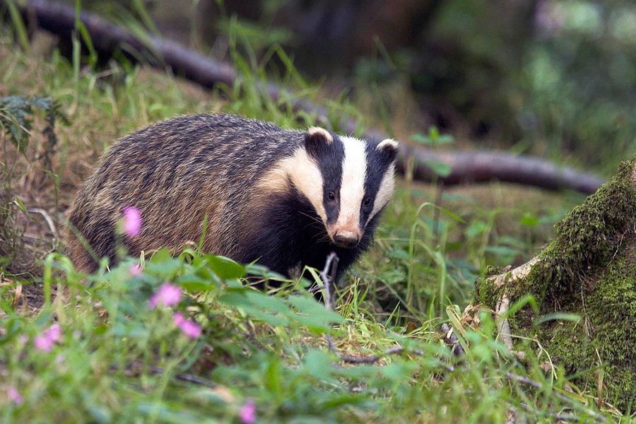 Badger