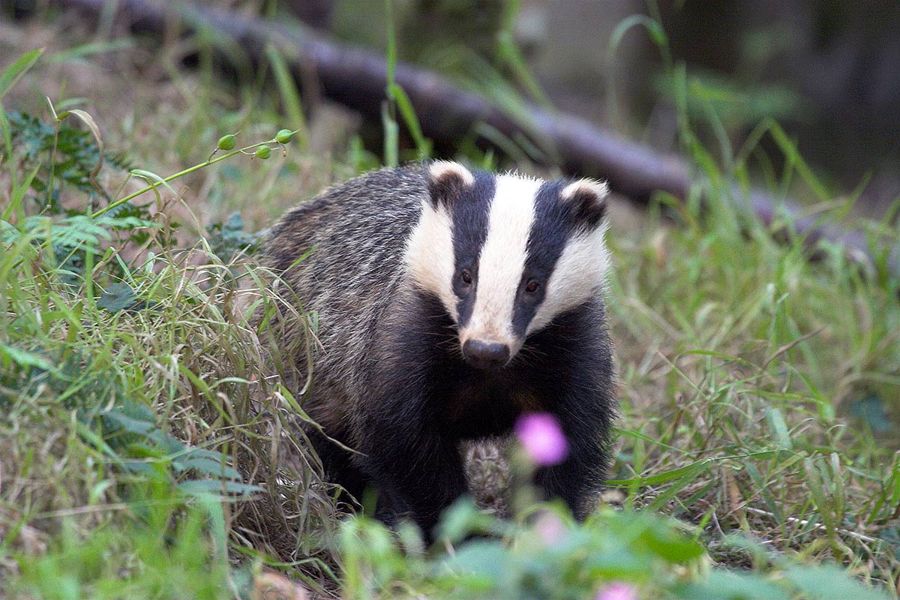 Badger