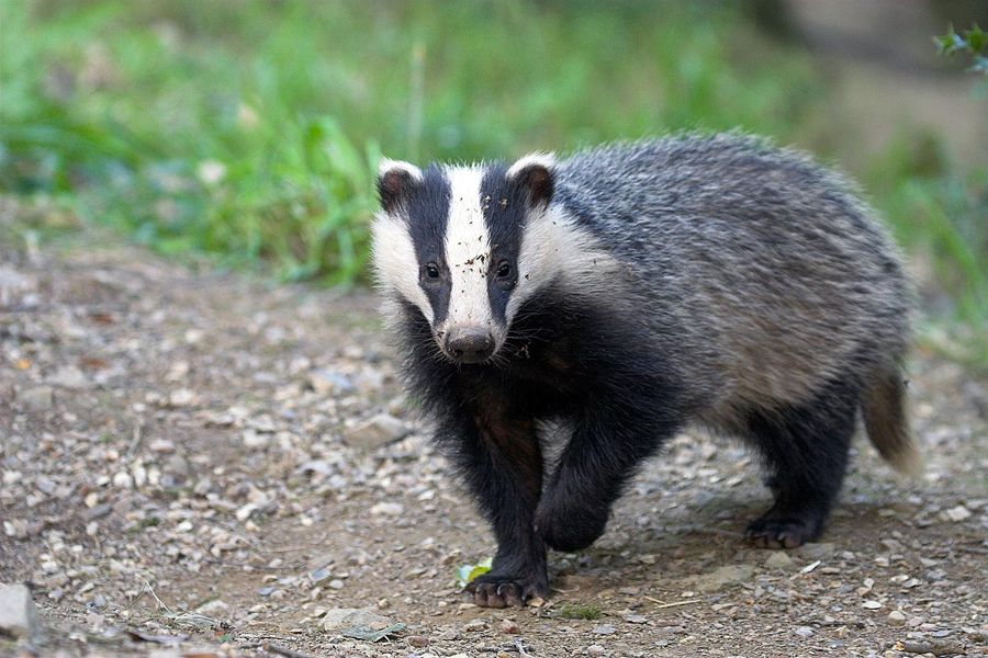 Badger