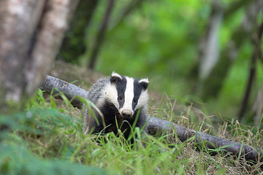 Badger cub | Tiverton, Devon