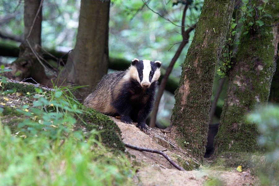 Badgers