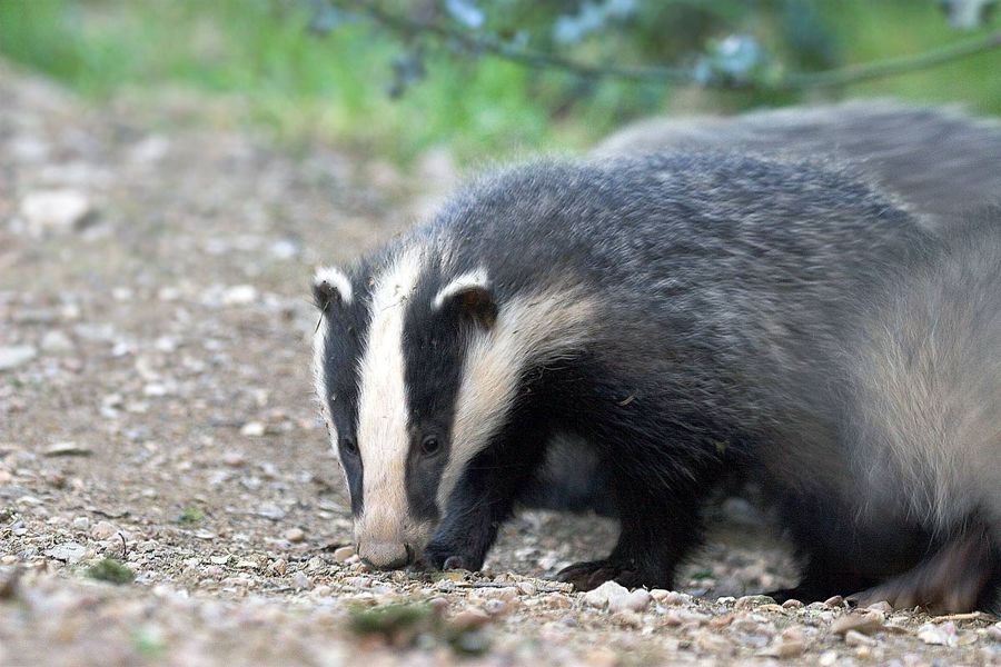 Badger