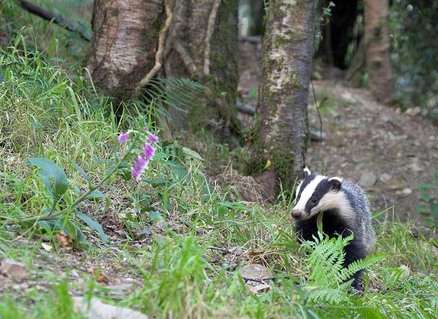 Badger