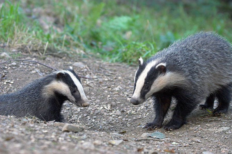 Badger stand-off