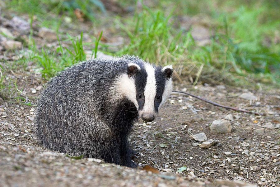 Badger