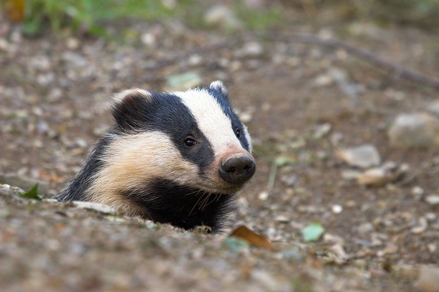 Badgers