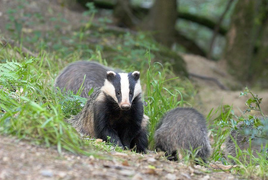 Badger