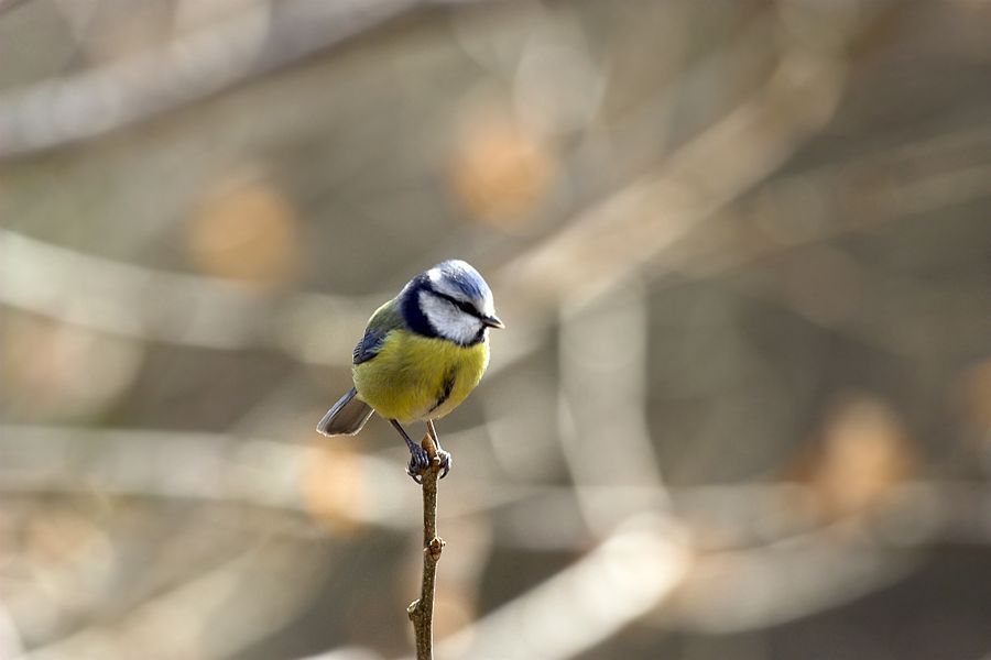 Blue tit